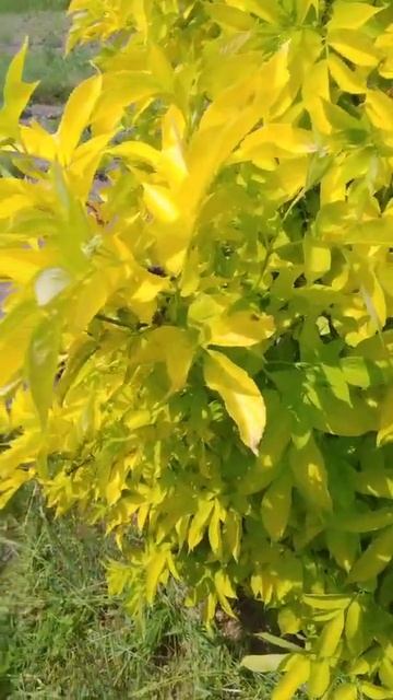 Бузина жовта. Декоративна #бузина #бузинадекоративная смотреть онлайн