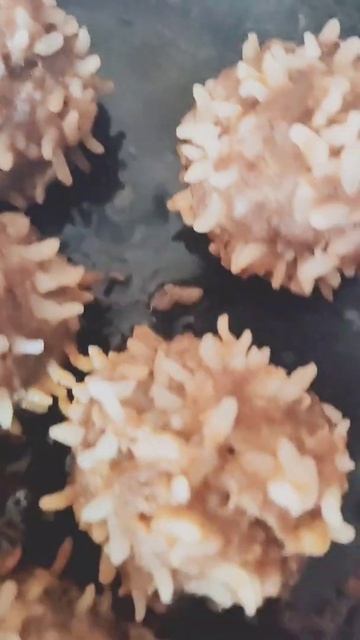 Настоящие ёжики с рисом #чтоприготовить #быстроивкусн смотреть онлайн