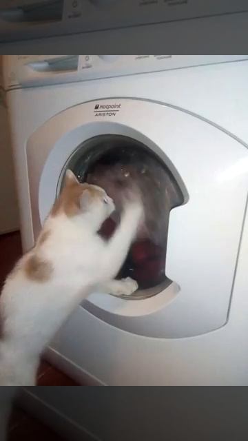 Приколы с котами. Кот и стиральная машина. Кот и стирал смотреть онлайн