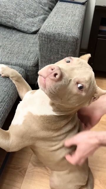 Полезный массаж для животных смотреть онлайн