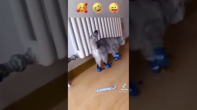 Приколы с котами😽 с ОЗВУЧКОЙ ДО СЛЁЗ – Смешные КОТЫ 2022 – ПОПРОБУЙ НЕ СМЕЯТЬСЯ!🥰😽 смотреть онлайн