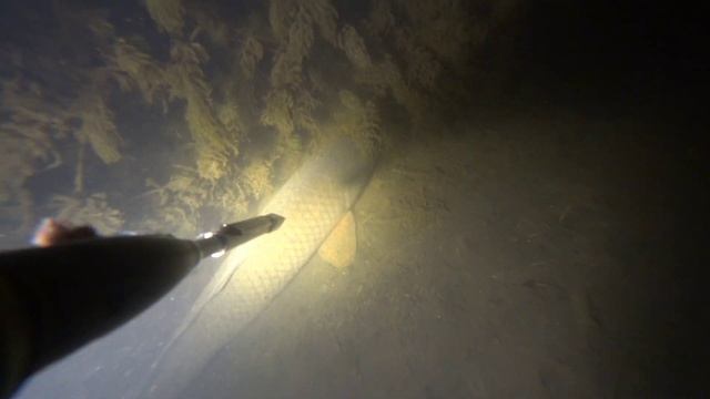 Подводная охота, сазан, май 2024. Тест нового фонаря illumina смотреть онлайн