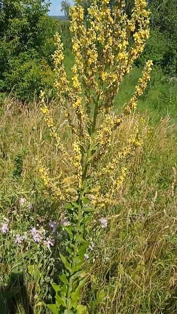 Трава, цветы Алтай - Новосибирск смотреть онлайн
