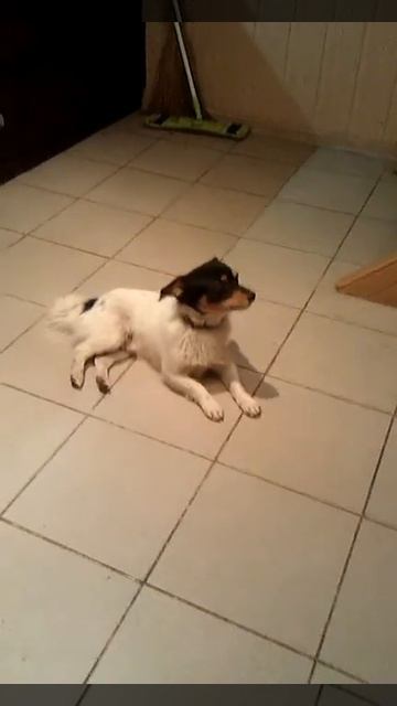 Реакция собаки на чайник. :-) смотреть онлайн