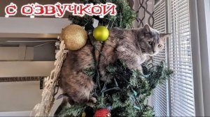 Приколы с котами! - С ОЗВУЧКОЙ! Самые смешные животные! СМЕШНЫЕ КОТЫ!