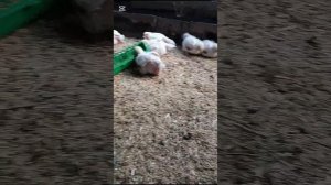 Как я вырастил бройлеров, Вес И Выход мяса