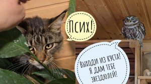 Маша меня облаяла, пёс Кубик предатель, сыч Лучик охрип ругаться, сова Ёль вынесла вторую подушку