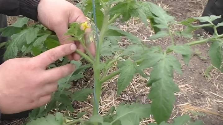 🌱 Хотите больше томатов без затрат? Этот метод вас удивит! смотреть онлайн