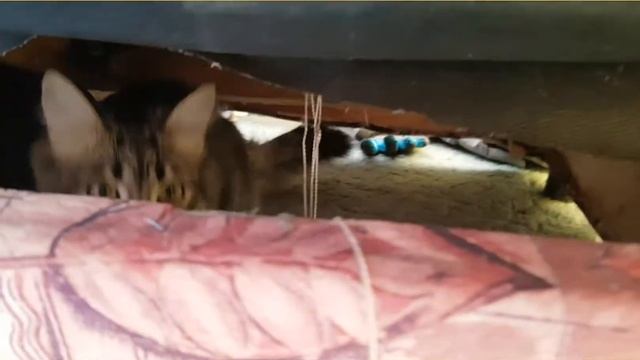 смешные приколы с моей кошечкой Пушинкой номер 2 смотреть онлайн