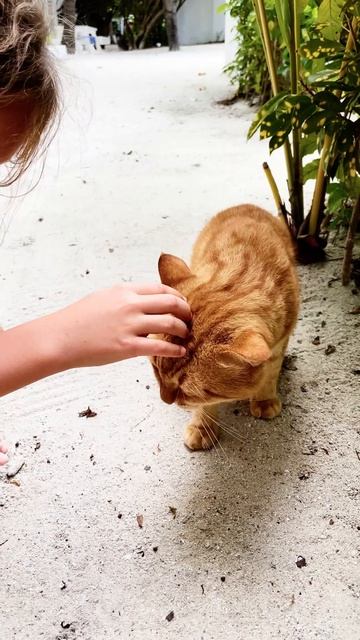 Мышей нет и поэтому Кот ест Пиццу #shorts смотреть онлайн