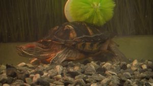 МотобуБни 6 - Я чуть сбавлю, 200 поеду