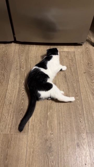 Ретрит под холодильником смотреть онлайн