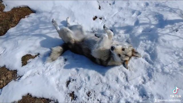 снежные развлечения) смотреть онлайн