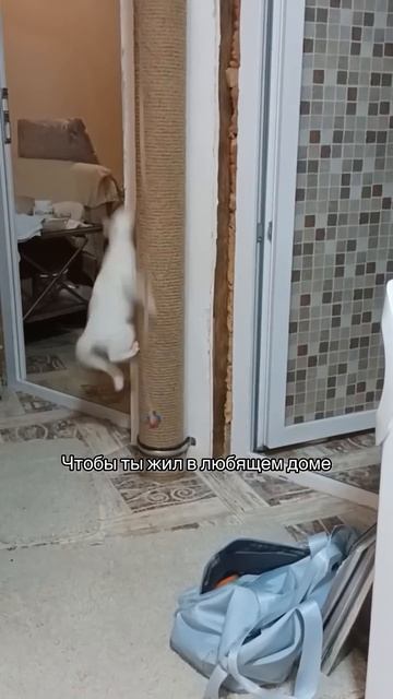 Меня зовут Лиза, я фотограф из Крыма, мой инстаграмм _vet смотреть онлайн