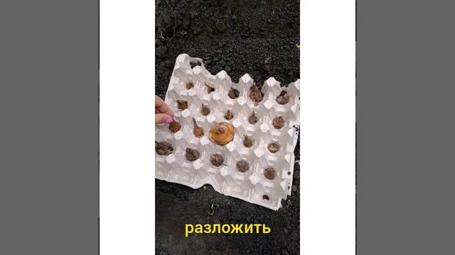 Как посадить нарцисс в яичной касете смотреть онлайн