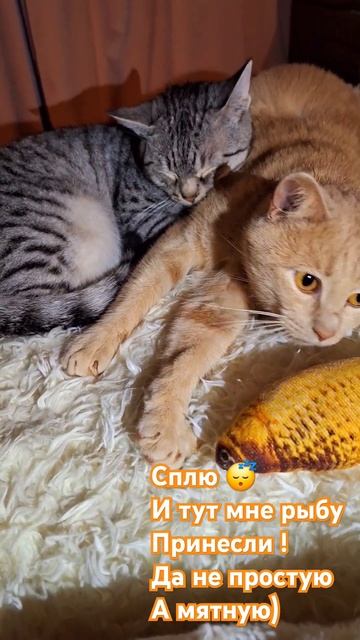 Симба #котики #cat #любимыйкот #catlover #симбочка #мята #клео смотреть онлайн