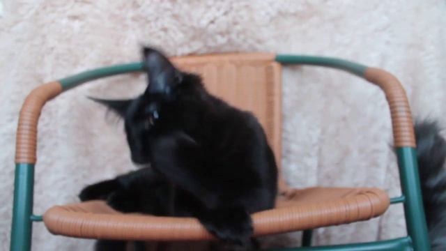 Котенок менй-кун Вилли смотреть онлайн