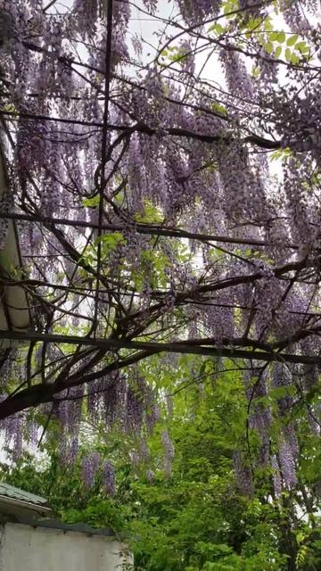 Цветёт глициния в Анапе