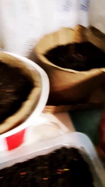 Уголок натуралиста 3. Сад и огород, на подоконнике. Ого? смотреть онлайн