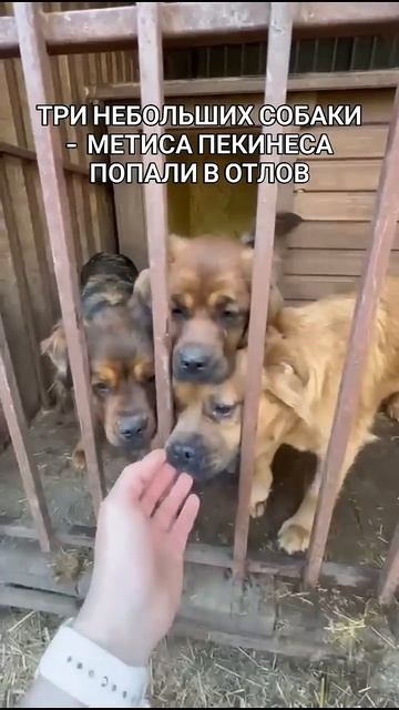 метисы пекинеса в отлове... смотреть онлайн