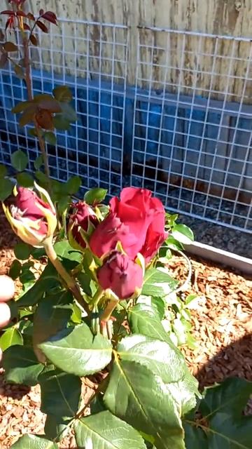 Роза Эксплойрер начало цветение. Чайник, но бутонов за смотреть онлайн