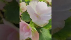 Три секрета в выращивании бегонии ЭЛАТИОР