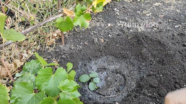 Как легко укоренить розы - укоренение роз в домашних у? смотреть онлайн