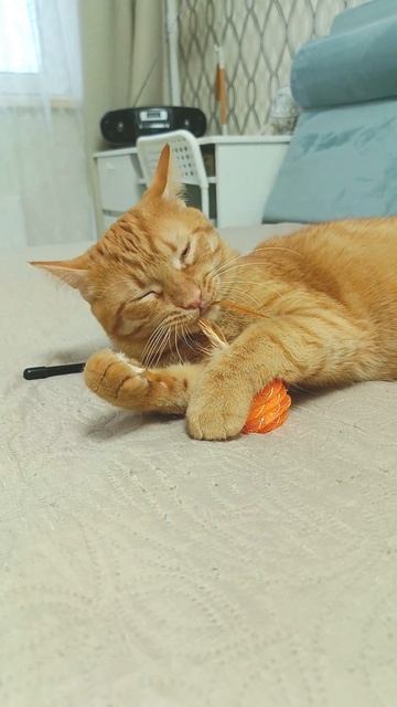 Чудо с Перьями. Кот Феня, он же Феникс смотреть онлайн