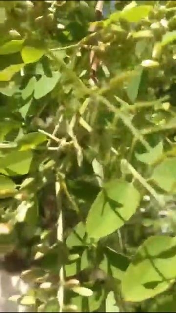 21.04.18 У нас первая акация. А у вас? смотреть онлайн