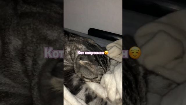 КОТ ТИМА ДЕЛАЕТ МАССАЖ 😺#красивый #прикольный кот#shortv смотреть онлайн