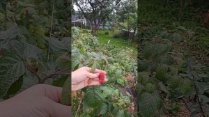 Описание малины сорта Красная Гвардия.