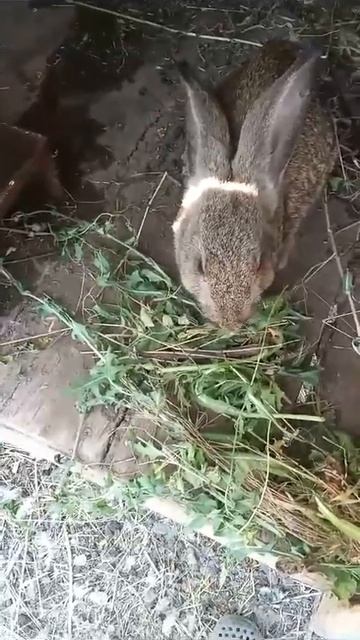 мой любимый кролик ест траву смотреть онлайн