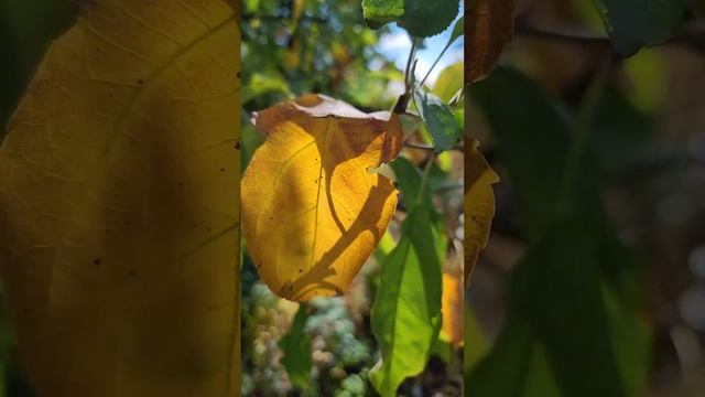 Почему листья осенью желтеют #cozy #осень #уют смотреть онлайн