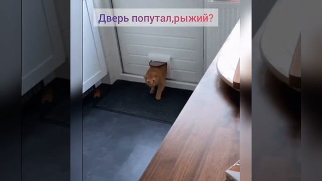 ПРИКОЛЫ С ЖИВОТНЫМИ. Странные коты. Смешное видео. смотреть онлайн