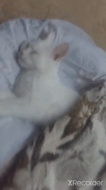 сегодня ночью я покажу своего нового петомца ,ну а то е смотреть онлайн