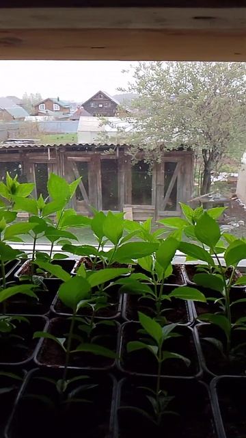 10 мая 2024 Гортензии на подоконнике,  малыши подрастают?