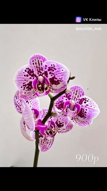 #фаленопсис #орхидеи #москва #цветущая #дендробиум смотреть онлайн