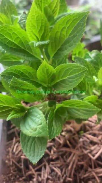 Об этой гортензии читай в описании