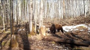 Еду в лес. Медведь , лоси , соболя в кадре фотоловушки.