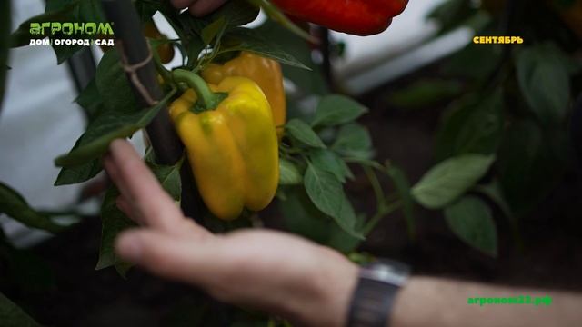 Сравнение теплиц Русской и Американской. 3 часть. смотреть онлайн