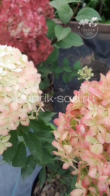 Прекрасная Gardenlight xs-light 🔥🌸💓 #гортензияметельчатая смотреть онлайн