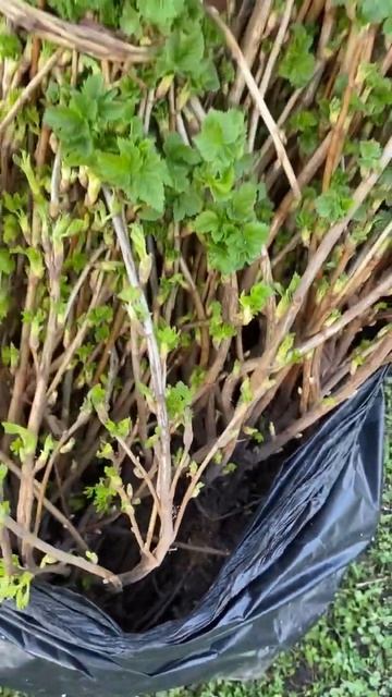 Саженцы смородины #дача #смородина #селеченская2 смотреть онлайн
