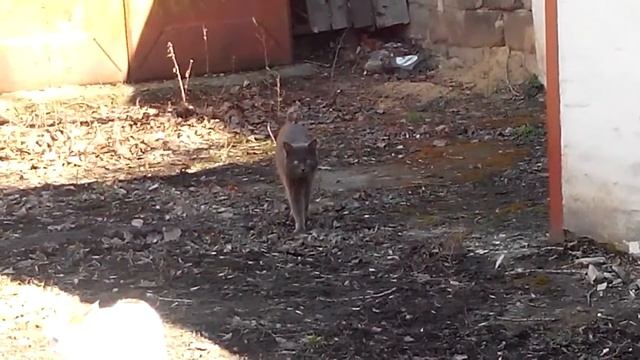 А где же Дуся?-прикол про котов смотреть онлайн