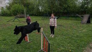 Соревнования ОКД. Ризеншнауцер "Ранго" проходит испытания