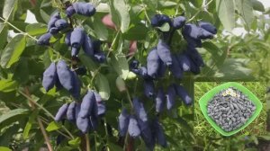 Чем подкормить жимолость для обильного урожая?