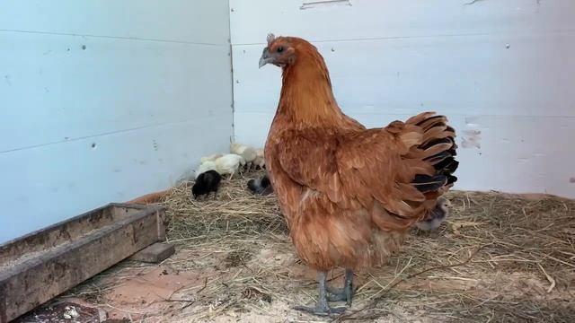 Цыплятам 11 и 26 сутки🐥кто мальчик кто девочка🤔🤷🏼_♀️🤷🏼_♀️⁉️мешанка для кур_ 22 апреля 2025 год смотреть онлайн