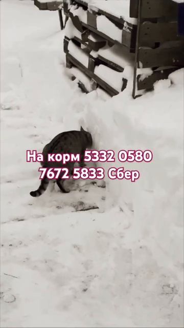 Много дел🐯🦁🐅🐆🐈⬛😻💗 смотреть онлайн