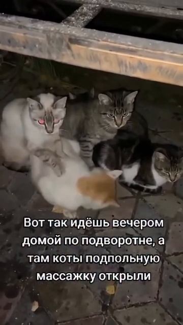 Сколько массаж стоит?😎😁 #забавные #собака #шуточное # смотреть онлайн