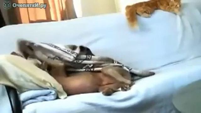 Приколы смотреть онлайн