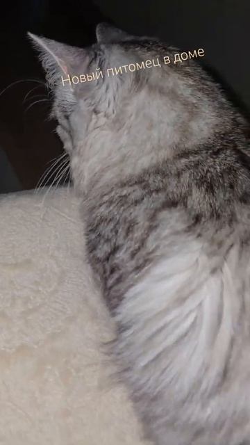 кошка и робот пылесос смотреть онлайн